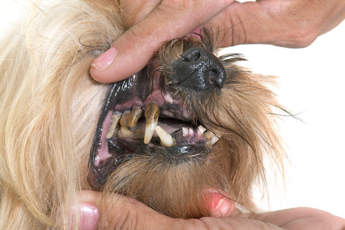 老犬の歯の色がヘン【注意点・ケア方法】