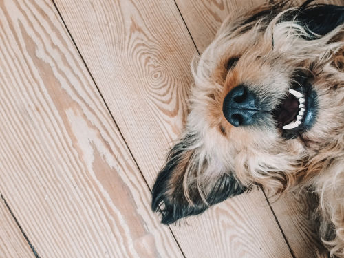 犬の歯の色がヘン【まとめ】
