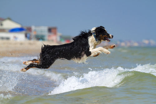 救助犬のオーストラリアン・シェパード