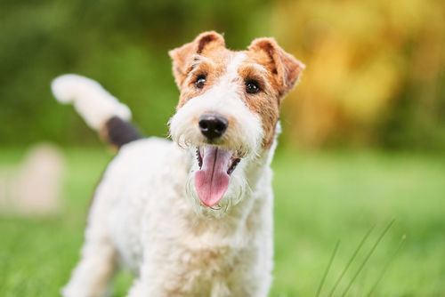 <ワイアー・フォックス・テリア>歴史やカラダ・性格・特徴【JAHA家庭犬しつけインストラクター監修】