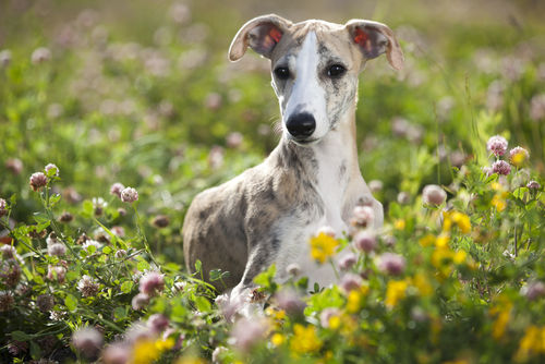 <ウィペット>歴史やカラダ・性格などの特徴【JAHA家庭犬しつけインストラクター監修】