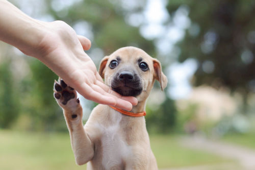 中型犬のウィペット