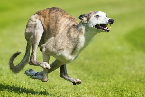 ドッグレースのウィペット