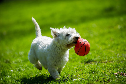 愛玩犬であるウエスト・ハイランド・ホワイト・テリア