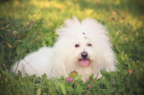 <ボロニーズ>歴史やカラダ・性格などの特徴【JAHA家庭犬しつけインストラクター監修】
