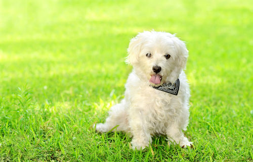 愛玩犬として可愛がられたボロニーズ
