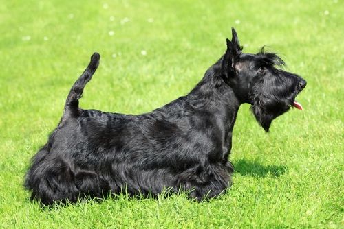 <スコティッシュ・テリア>カラダや顔の特徴