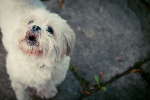 夜泣きを「うるさい」と思わないで。愛犬があなたに伝えようとしている4つの気持ち