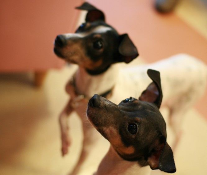 <日本テリア>歴史やカラダ・性格などの特徴【JAHA家庭犬しつけインストラクター監修】