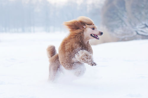 災害救助犬として注目されるスタンダード・プードル