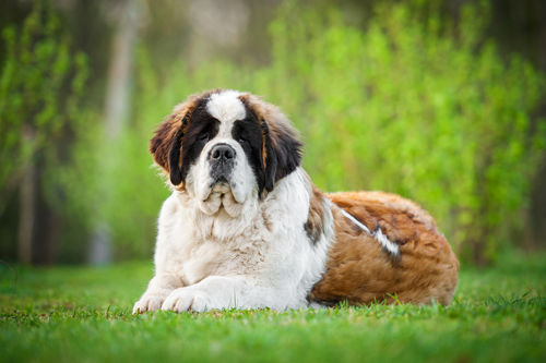 セント・バーナード【初心者が飼っても大丈夫?飼いやすい?】【断耳・断尾は必要?】
