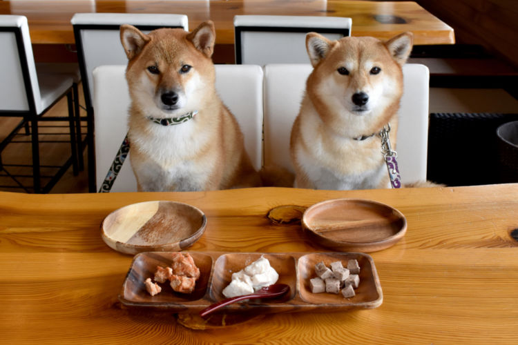 犬を守るための品質基準づくりへ