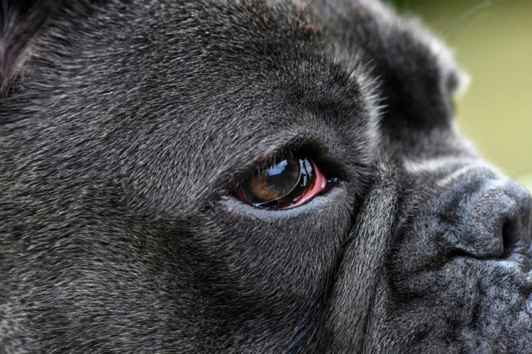 【獣医師監修】犬の結膜炎 原因やなりやすい犬種、症状、治療方法は?