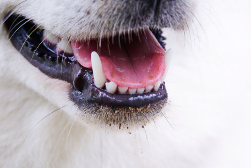 犬の歯周病
