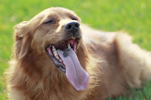 犬の口腔内腫瘍