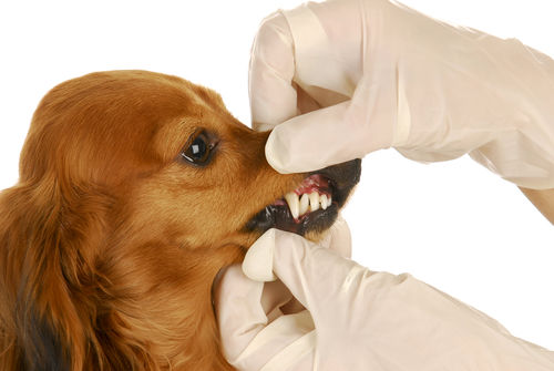 犬の慢性辺縁性歯周炎(歯槽膿漏)