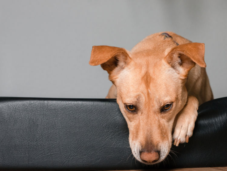 犬の緑内障