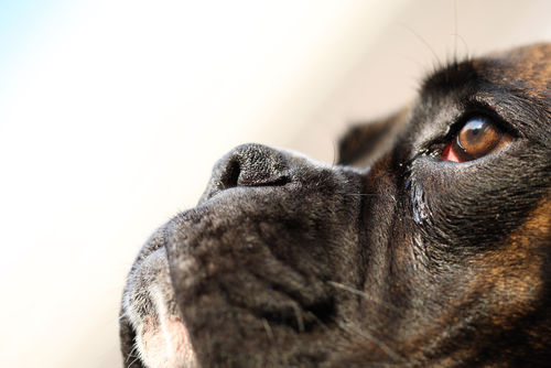 犬の扁平上皮癌