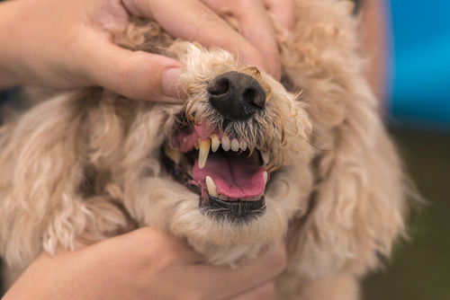 犬の慢性辺縁性歯周炎(歯槽膿漏)