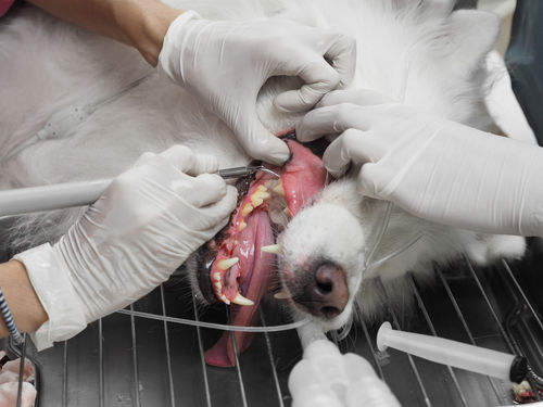 犬の根尖周囲病巣(こんせんしゅういびょうそう)