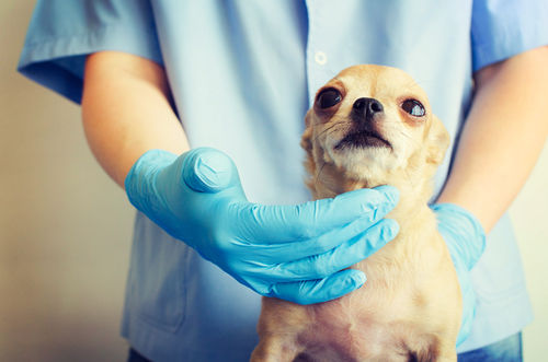 犬の歯が折れた(破折)【まとめ】