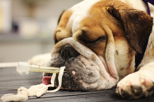 犬の口腔内腫瘍