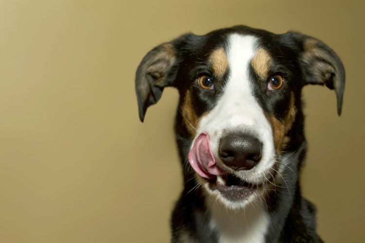 愛犬の状態や嗜好性をきちんと把握しましょう