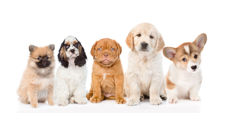 子犬の場合