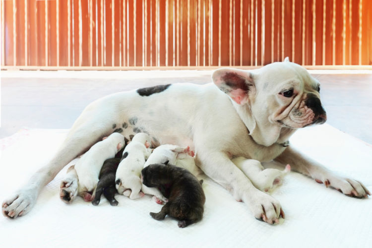 子供を出産して授乳している母犬