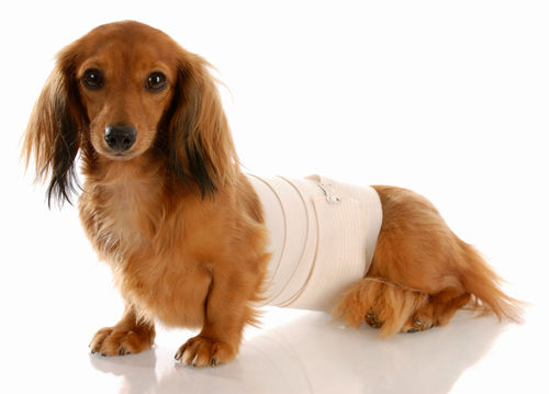 犬の椎間板ヘルニア(の回復期)