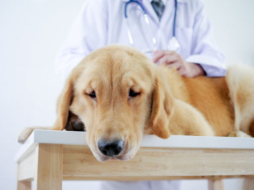 犬が便秘になった【こんな症状は要注意!】