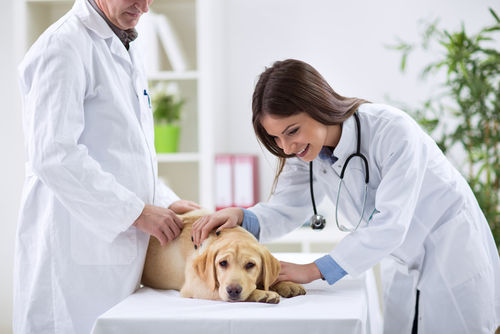 獣医師監修 犬のうんちが黄色っぽい この症状から考えられる原因や病気は Hotto ホット 獣医師監修 犬のうんちが黄色っぽい この症状から考えられる原因や病気は Hotto ホット