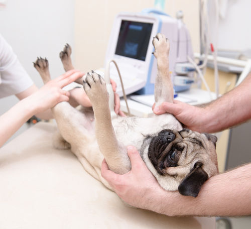 犬が尿漏れする、失禁する【こんな場合は要注意!】