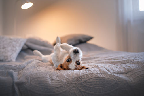 犬の脊髄腫瘍