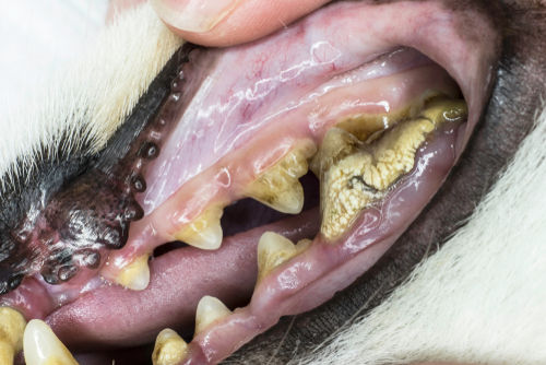 犬の歯周病