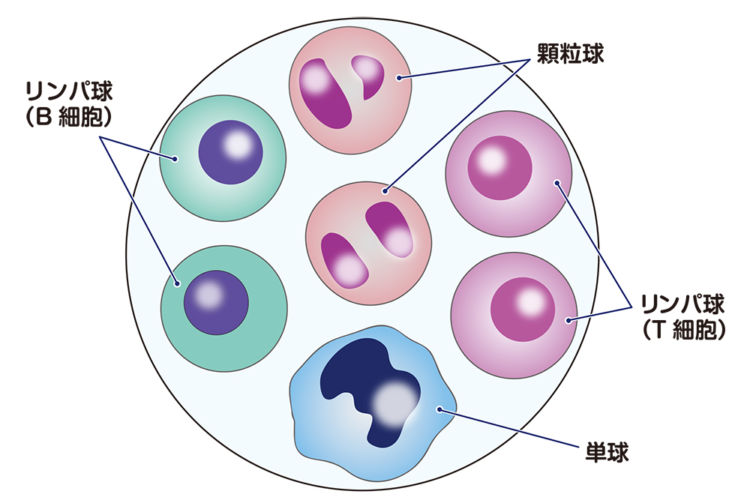 細胞学的分類 リンパ液の構成
