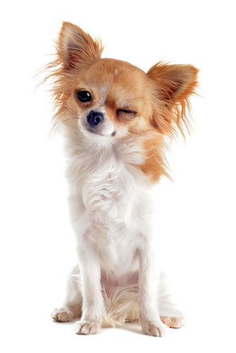 犬の角膜潰瘍