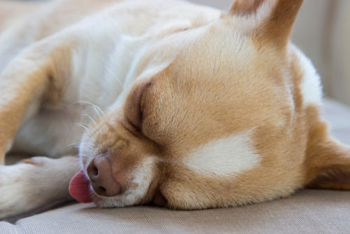 犬の緑内障