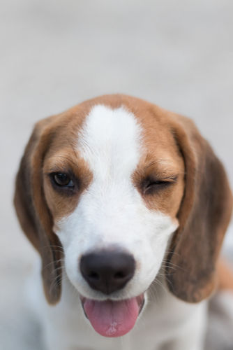 犬の眼球癆