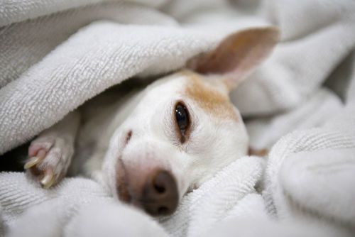犬が物にぶつかる【こんな症状は要注意!】