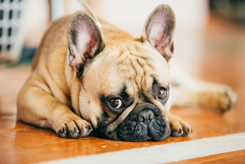 犬の免疫介在性関節炎