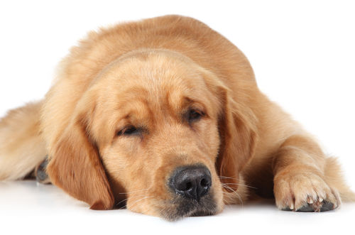 犬の脳腫瘍