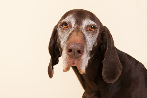 犬の認知機能低下