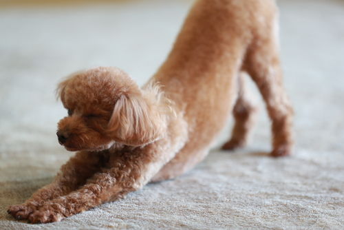 犬の膝蓋骨脱臼