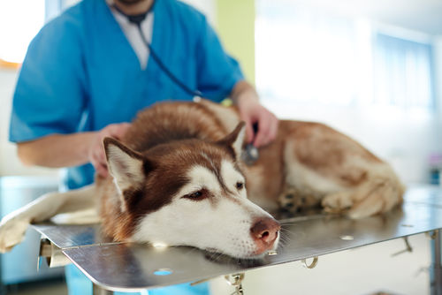 犬の脊髄梗塞(線維軟骨塞栓症)