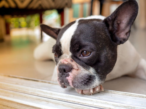 犬の壊死性髄膜脳炎(パグ脳炎)