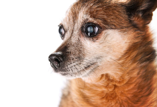 犬の認知機能低下
