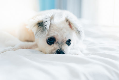 犬の眼球後部の蜂窩織炎
