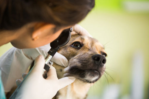 犬の眼窩膿瘍