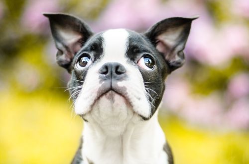 犬の髄膜腫